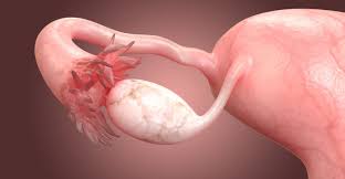 Maybe you would like to learn more about one of these? 10 Caracteristicas Del Aparato Reproductor Femenino