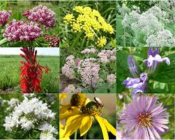 Image result for lobelia combine composition