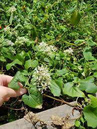 Image result for Mikania