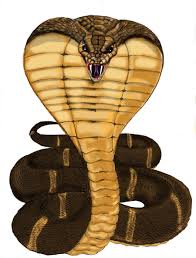 The King Cobra King Cobra Snake Cobra Snake Snake Wallpaper