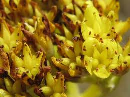 Image result for Crassula vaginata