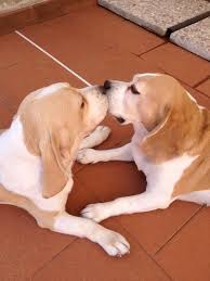 Snort Kiss Snort And I Thought Only My Tangie Was A Snort Er Dog Breeds