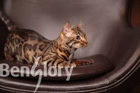 Cat's behavior is a mystery sometimes, and you want to understand them so you can love them better. Bengal Cat Kanpur Honey Alice Of Benglory Boasts A Fantastically Wild Profile An Admirable Fur Contrast And Playful T Cats Mew Mews And Purrys 3 Pinte