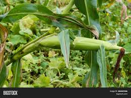 This is a clear sign that you can pick it already. Cultivation Corn Ripe Image Photo Free Trial Bigstock