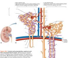 Heart, lungs and body connection; 30 Label The Blood Vessels And Parts Of The Nephron Labels Database 2020