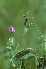 Image result for Lathyrus hirsutus