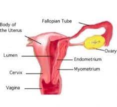 Period Pain What S Normal Menstrual Matters