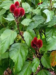 Image result for Bixa orellana