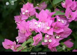 Image result for Bougainvillea sp. cultivar