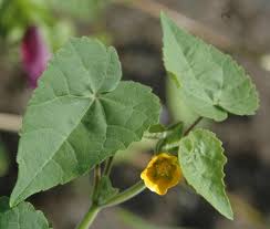 Image result for Abutilon englerianum