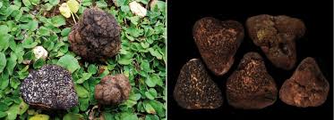 Gavros is a small place in greece and can be easily explored within a day. Fischerula Macrospora Left Collection 2011 From Mainalon Greece Download Scientific Diagram