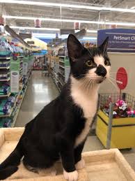 Newborn Kittens Up For Adoption Lancaster Pa Newborn Kittens