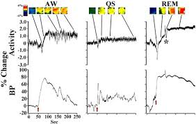 See more ideas about blood pressure monitors, blood pressure, blood. Sleep States Alter Ventral Medullary Surface Responses To Blood Pressure Challenges American Journal Of Physiology Regulatory Integrative And Comparative Physiology