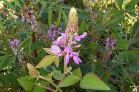 Image result for Desmodium