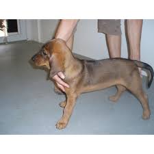 Image result for alpský brakýř jezevčíkovitý