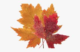 We did not find results for: Autumn Leaves Clipart Green Fall Leaf Real Blue Maple Leaf Hd Png Download Transparent Png Image Pngitem