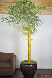 Usar bambú para la decoración interior de la casa es sin duda lo más complicado ya que necesitas saber cual es el estilo que buscas y como lograrlo. Como Cultivar Bambu En Espacios Interiores Plantas Interior Flor De Planta