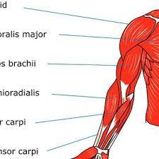 .diagram labeled for kids simple human arm diagram for kids simple lableled muscle diagram for. Anatomy Of Human Arm Muscular System Download Scientific Diagram