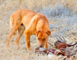 Book luxury dog boarding, daycare and grooming at all american pet resort of dallas. What Is A Rez Dog By Steven Sable Rezdawg Rescue