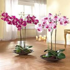 Tak kisah la bunga ros ke, bunga lily ke, bunga orkid ke, bunga tulip ke Cara Menanam Anggrek Di Rumah Cadangan Untuk Penjagaan Tanaman