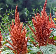 Image result for Amaranthus cruentus