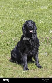 Image result for flat coated retrívr