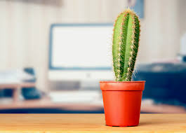 Los cactus son un tipo de planta que sobreviven a ambientes extremos, las mismas pueden llegar a durar mucho tiempo sin ser regadas y además pueden prosperar en al igual que todas las plantas un cactus necesita de ciertos cuidados para prosperar al momento de que tengamos uno en casa. Guia Rapida Sobre El Cuidado De Cactus Y Suculentas Todo Lo Que Tienes Que Saber Para Tener Uno En Casa Vix