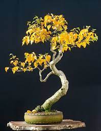 Yellowing of the leaves of bonsai plants could be due to many factors. Looks Like A Birch Bonsai Bonsai Tree Bonsai Art Miniature Trees