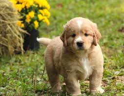 Escondido Acres Mini Golden Retrievers Photos Facebook