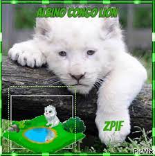 Albino Congo Lion Albino Congo Lion