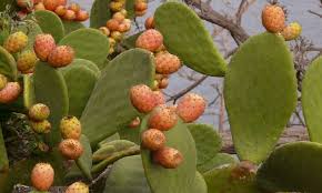 Attenzione a non pungerti, in questa fase sarà. Itcatania Ficoli Dolce Tipico Al Fico D India Storia Ricetta E Curiosita