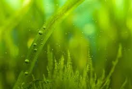 Pearl growing , a search method where the information in one article is used to find further. Pearling Plants The What Why And How To S 2021 Guide