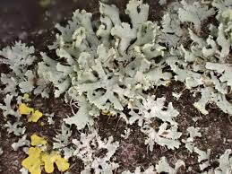 Image result for Polystachya tenella