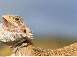 Un lézard change de sexe pour faire face à la canicule - Sciences et Avenir
