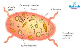 The Main Functions Of Plastids | Springerlink
