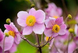 Garden Plant Of The Moment Anemone Sunnydale Garden Centre Torfaen