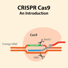 CRISPR Cas9 - Introduction | abm Inc.
