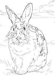 Check spelling or type a new query. Conejo Blanco Y Negro Dibujos Para Colorear Y Imprimir Gratis Para Ninos