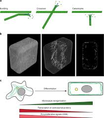 Check spelling or type a new query. Are Microtubules Tension Sensors Nature Communications