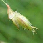 Image result for Abildgaardia ovata