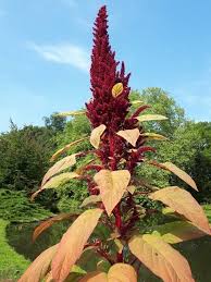 Image result for Amaranthus