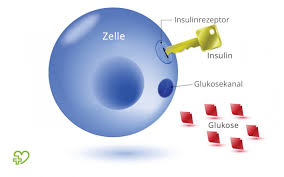 089 121 407 12 sprich jetzt mit einem experten. Diabetes Mellitus Typ 2 Ursachen Symptome Behandlung Onmeda De