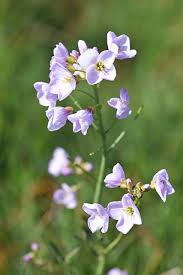 Image result for Cardamine pratensis