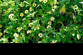 Image result for Thunbergia dregeana