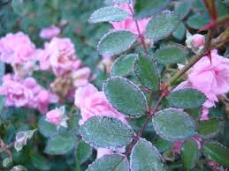 If it's above 55°f, you should be good to prune your roses. Put Your Roses To Bed For Winter