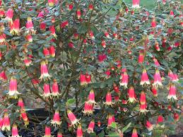 Check spelling or type a new query. Correa Canberra Bells Native Fuchsia Gardening With Angus