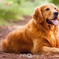 Golden Retriever Cinsi Kopek Bakimi Ve Ozellikleri