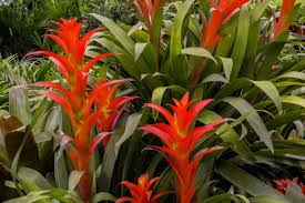 They don't grow particularly well in rainy climates, and they won't bloom on cloudy, rainy days. Bromeliads Tropical Plants Florida Landscaping Today