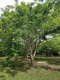 Image result for Lonchocarpus