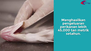 Kesimpulannya, kerajaan telah berusaha untuk meningkatkan prestasi dan pencapaian sektor perikanan di malaysia. Sektor Perikanan Di Malaysia Youtube